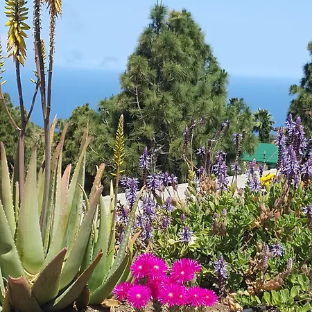 La Bonita
